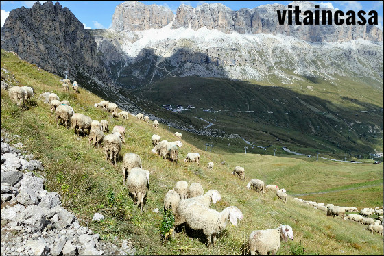 pecore-al-pascolo-res