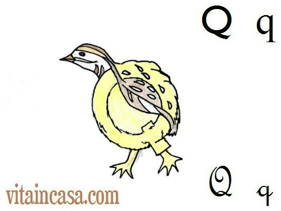 Q di quaglia res