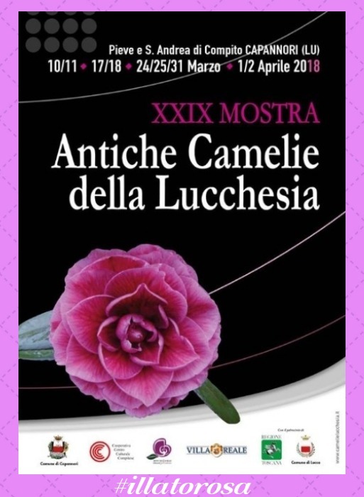 mostra camelie by vitaincasa