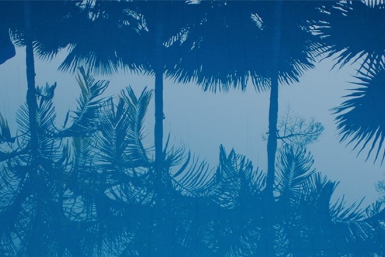 08. Palms and pool by vitaincasa (1)