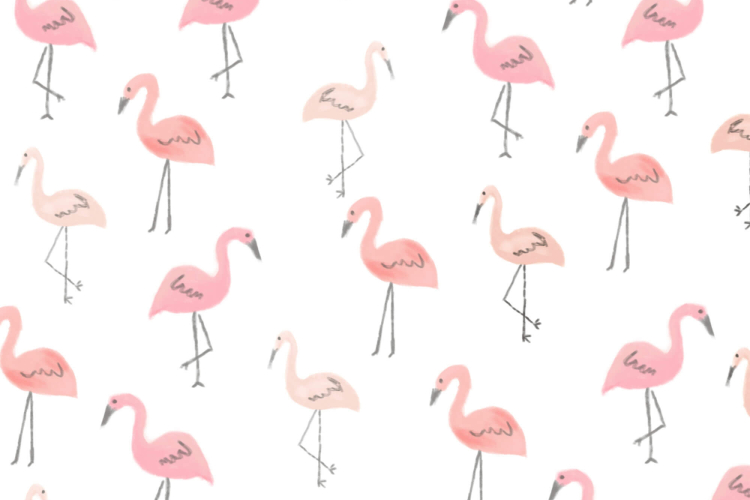 Fenicotteri rosa by vitaincasa