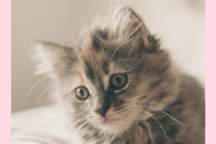 05.Weekend micioso by vitaincasa