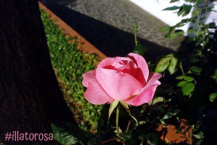 #illatorosa #36 rosa rosa by vitaincasa (3)