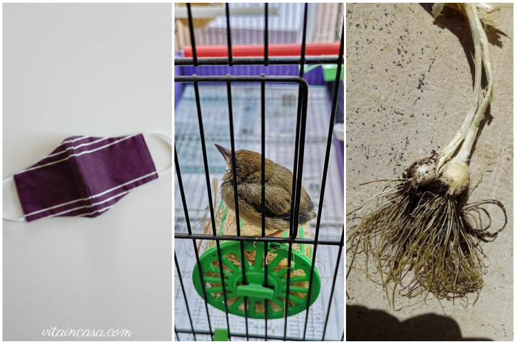 Mascherina merlino aglietti by vitaincasa