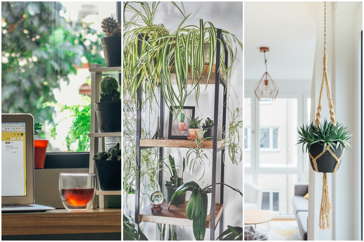 Tendenza piante da interni by vitaincasa