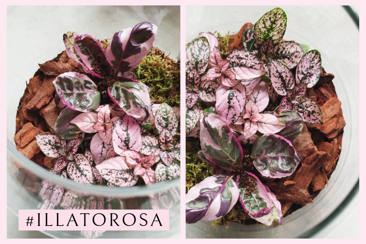 il lato rosa 65 terrarium con piante rosa by vitaincasa