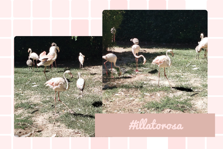 Fenicotteri rosa il lato rosa by vitaincasa